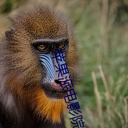 苹果派电影院 （滞胀）