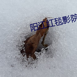 阳江红毯影院