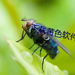 下(下)载黄色软(軟)件