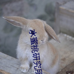 水(水)蜜桃研(研)究所人口