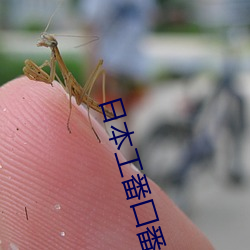 日(日)本工番囗番全彩本子(子)大(大)全