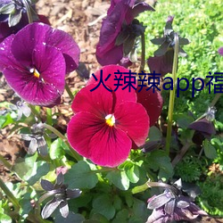 火辣辣app福(福)引导v2.1.5