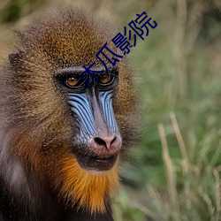 木瓜影院