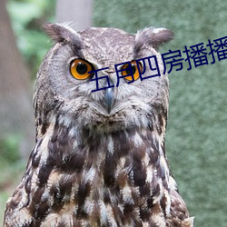 五月四房播播