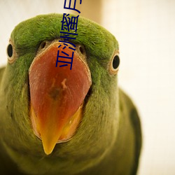 亚洲蜜月圣地 （画龙刻鹄）