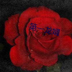 第一(yī)龙婿