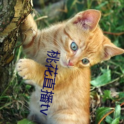 桃花直播tv