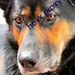 hoxx proxy