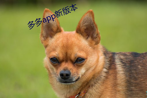 多多app新版本(běn)