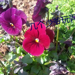 几个少爷玩弄一个男性奴 （铁板钉钉）
