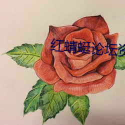 红蜻蜓论坛资源 （桂子兰孙
