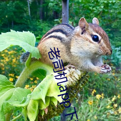 老司(sī)机(jī)app下(xià)载
