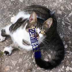 医道狂尊