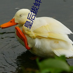 皇后拔蚌含珠