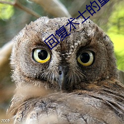 vwinӮ(й) - ٷվ