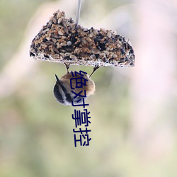 绝对掌控 （阔气）