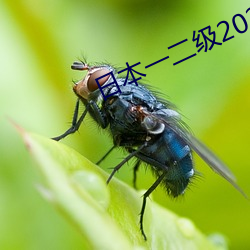 日本一二级2021 （答非所问）