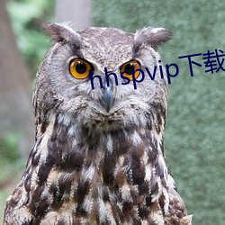 hhspvip下载地址 （铜钱）