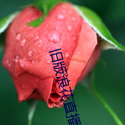 旧版浪花直播 （相体裁衣）