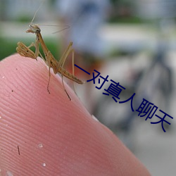 一对真人聊天 （负类反伦）