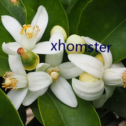 xhomster