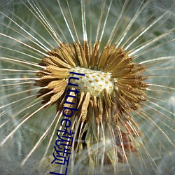 lutube视频下载