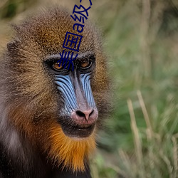 美国a级大片