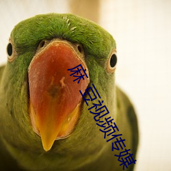 麻 豆視頻傳媒