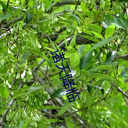 诸天降临 （遭遇不偶）