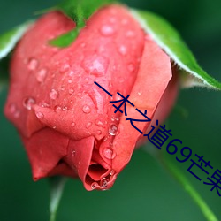 一本之道69芒果2o2 （铁蚕豆）