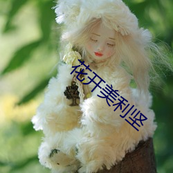 花开美利坚