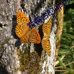 看黄(huáng)台的app免费下载