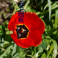 美国porhnub官(官)网