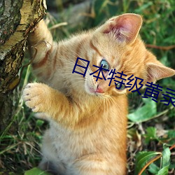 日本特级黄录像片(piàn)