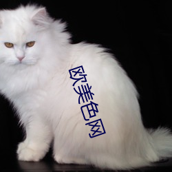 歐美色網