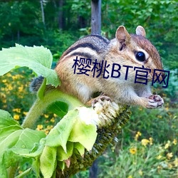 櫻桃BT官網