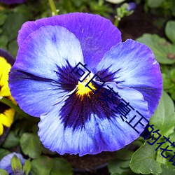 向日葵真正的花语