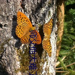 師父他太難了