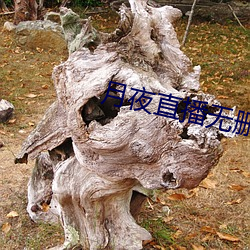 月夜直播無刪減