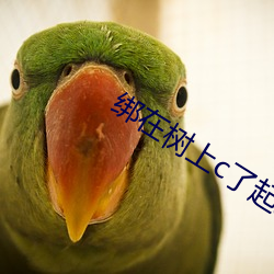 绑在树上c了起(起)来苏沫沫