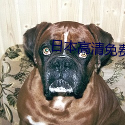 日本高清免费一本视频无需 （口齿）