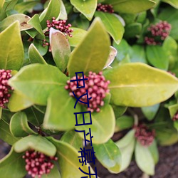 中文日产(chǎn)幕无线码一二区点击量惊人 永久(jiǔ)免费令人爱不释手(shǒu)