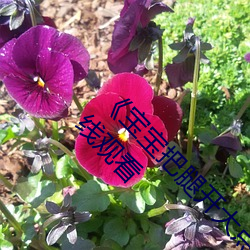 《寶寶把腿開大點就不疼了視頻》BD國語免費在線觀看