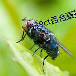 939ct百合直播