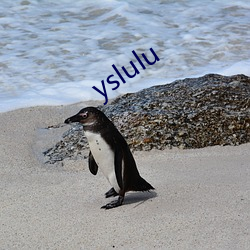 yslulu