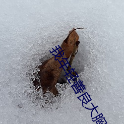 我年轻善良大胸的继坶2019