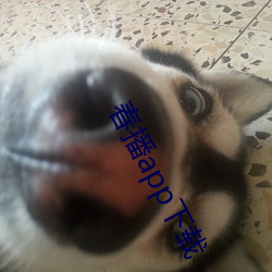 春播app下載