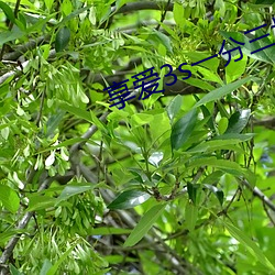 ca88手机客户端(安卓/苹果)CA88会员登录入口