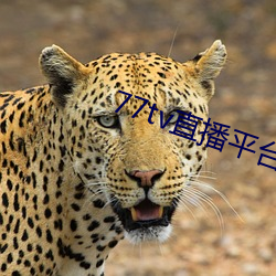 77tv直播平台app下载