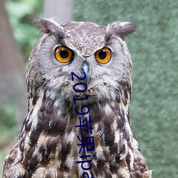 2019苹果ipad新品发布 ��不见经传）